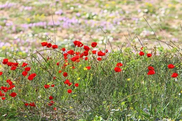 イスラエル北部の森林の空き地に赤いポピーが咲く — ストック写真
