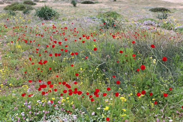 Las Amapolas Rojas Florecen Claro Bosque Norte Israel — Foto de Stock