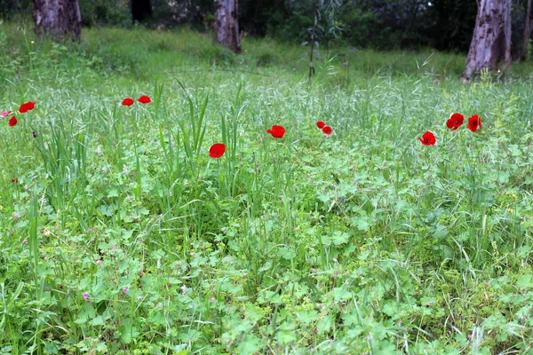 Papoilas Vermelhas Florescem Uma Clareira Florestal Norte Israel — Fotografia de Stock