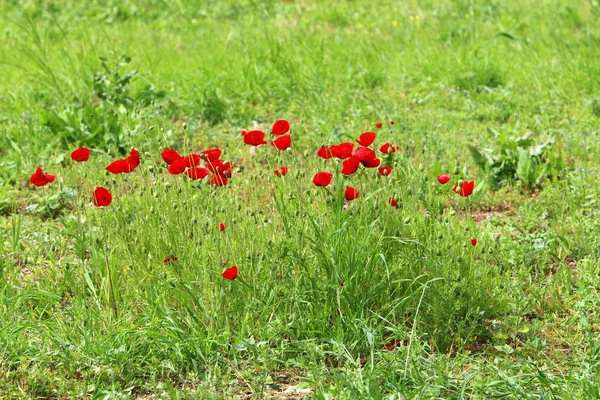 Röda Vallmo Blommar Skogs Gläntan Norra Israel — Stockfoto