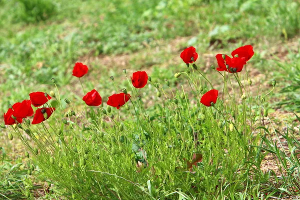 イスラエル北部の森林の空き地に赤いポピーが咲く — ストック写真