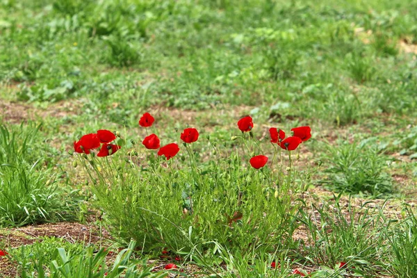 Rode Klaprozen Bloeien Een Bos Glade Noord Israël — Stockfoto