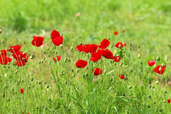 Las Amapolas Rojas Florecen Claro Bosque Norte Israel — Foto de Stock