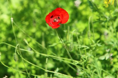 Kuzey Israil 'de bir orman Glade kırmızı Poppies Bloom 