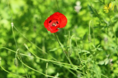 Kuzey Israil 'de bir orman Glade kırmızı Poppies Bloom 