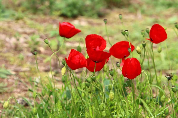 Las Amapolas Rojas Florecen Claro Bosque Norte Israel — Foto de Stock