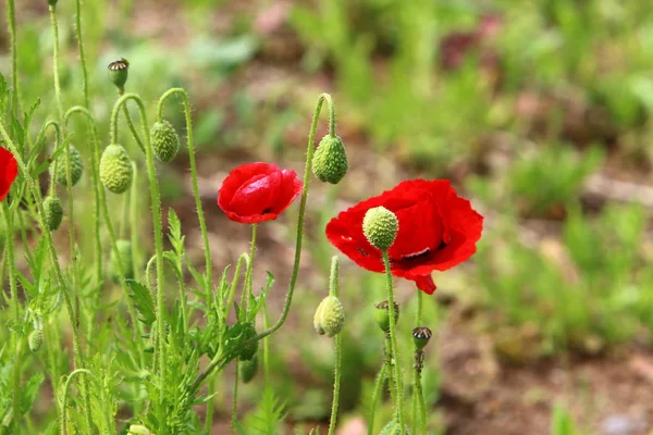 Las Amapolas Rojas Florecen Claro Bosque Norte Israel — Foto de Stock