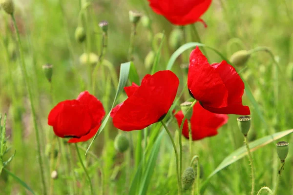 Las Amapolas Rojas Florecen Claro Bosque Norte Israel — Foto de Stock