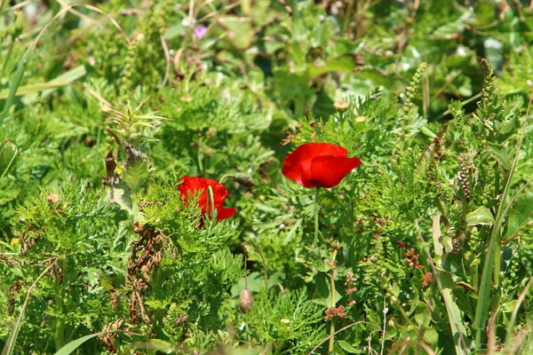 Las Amapolas Rojas Florecen Claro Bosque Norte Israel — Foto de Stock