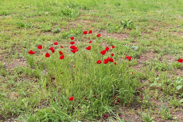 Червоні Маки Цвітуть Лісовій Галявині Північному Ізраїлі — стокове фото