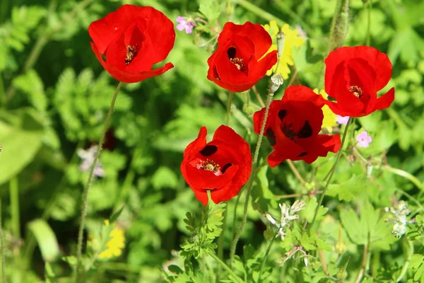 Rode Klaprozen Bloeien Een Bos Glade Noord Israël — Stockfoto