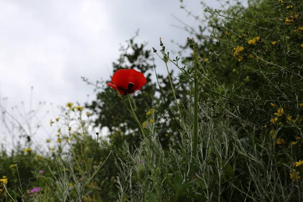 Las Amapolas Rojas Florecen Claro Bosque Norte Israel — Foto de Stock