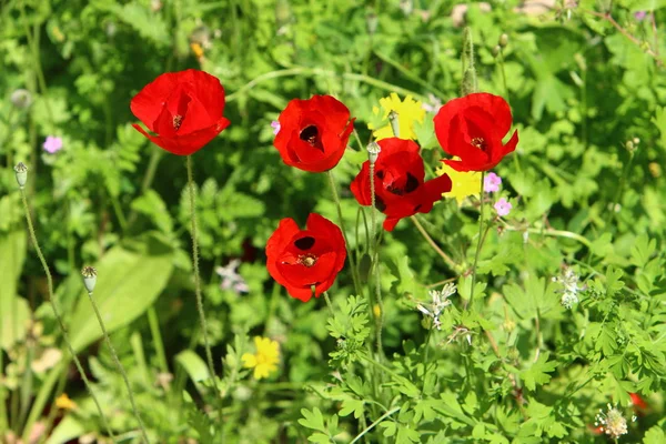 Papoilas Vermelhas Florescem Uma Clareira Florestal Norte Israel — Fotografia de Stock