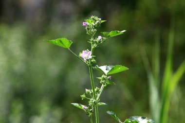 Israil 'de bahar bitkiler ve çiçekler 