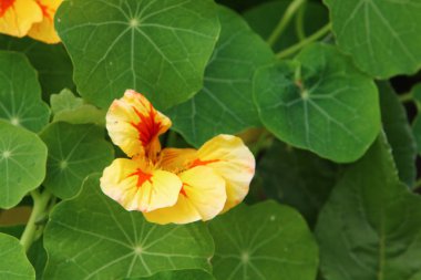 Israil 'de bahar bitkiler ve çiçekler 