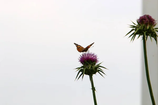 Spring Plants Flowers Israel — Stock Photo, Image