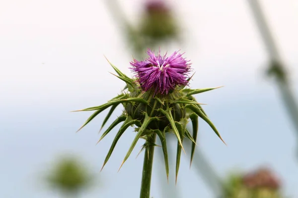 Plantas Flores Primavera Israel — Fotografia de Stock