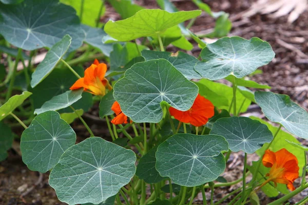 Spring Plants Flowers Israel — Stock Photo, Image