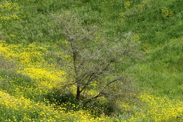 Plantas Flores Primavera Israel — Fotografia de Stock