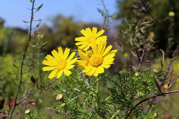 Frühlingspflanzen Und Blumen Israel — Stockfoto