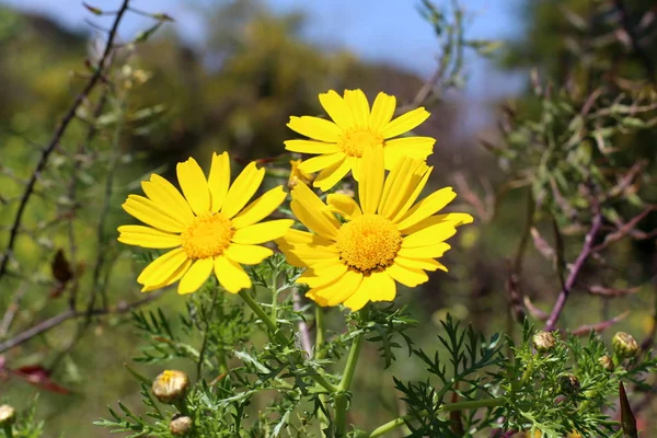 Fjäder Växter Och Blommor Israel — Stockfoto