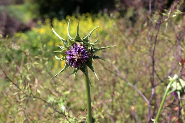 Frühlingspflanzen Und Blumen Israel — Stockfoto