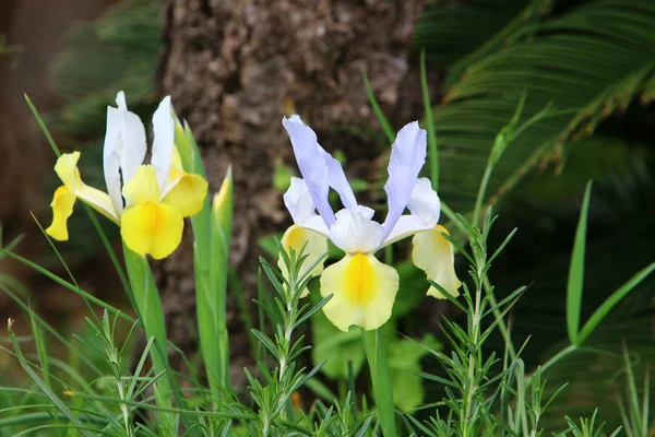 Fjäder Växter Och Blommor Israel — Stockfoto