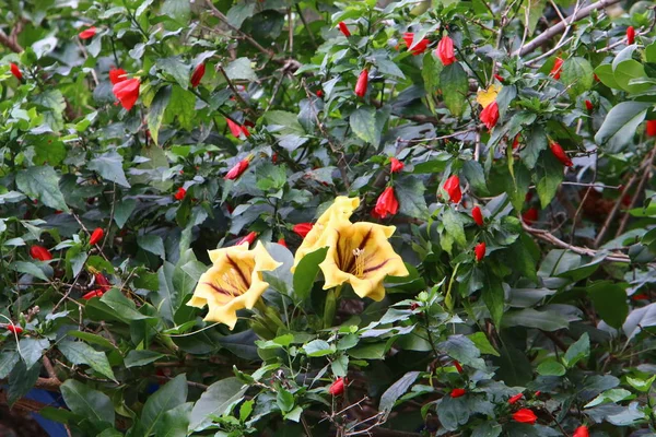 Plantas Flores Primavera Israel — Fotografia de Stock