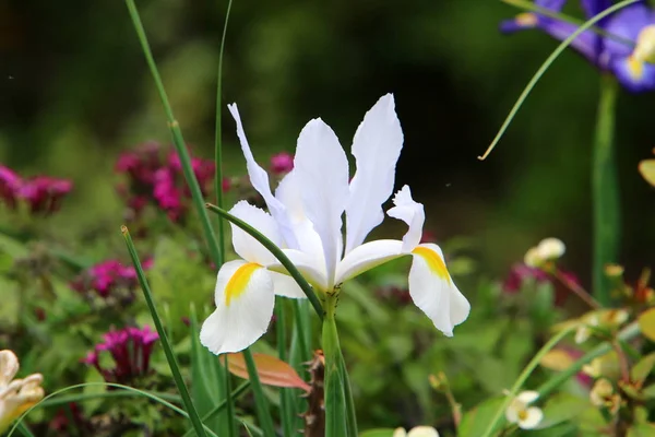 Fjäder Växter Och Blommor Israel — Stockfoto