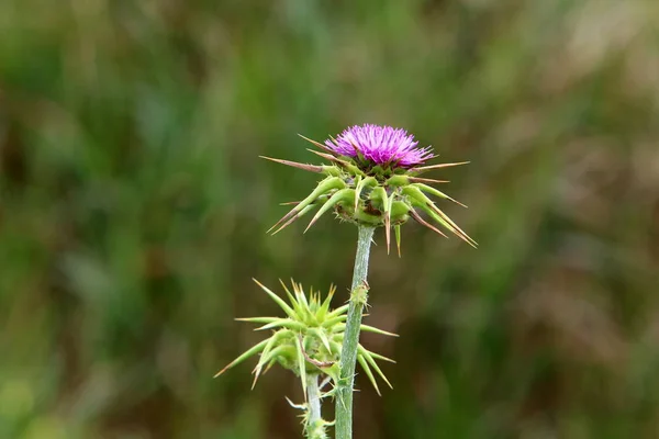 イスラエルの春の植物と花 — ストック写真