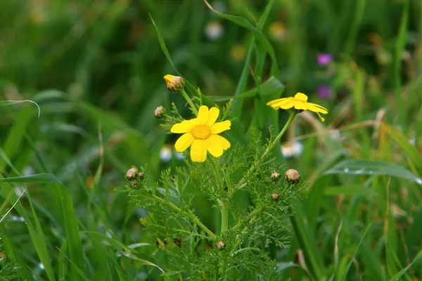 Frühlingspflanzen Und Blumen Israel — Stockfoto