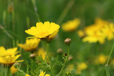 Israil 'de bahar bitkiler ve çiçekler 