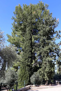 Israil 'de bahar bitkiler ve çiçekler 