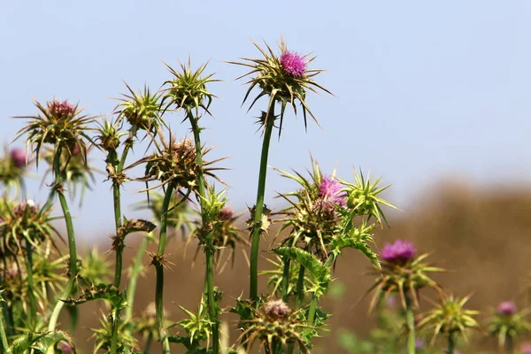 Jarní Rostliny Květiny Izraeli — Stock fotografie