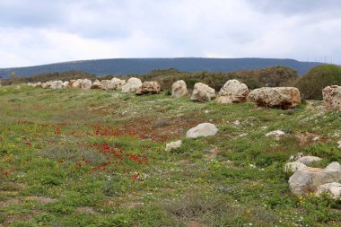 Kuzey İsrail'açık bir parkta taş yalan 