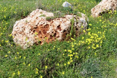 Kuzey İsrail'açık bir parkta taş yalan 