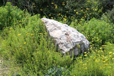Kuzey İsrail'açık bir parkta taş yalan 