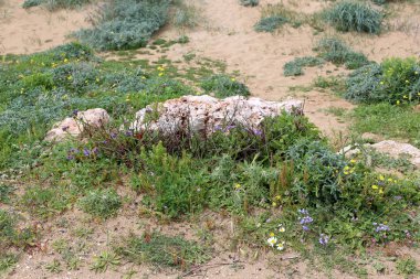 Kuzey İsrail'açık bir parkta taş yalan 