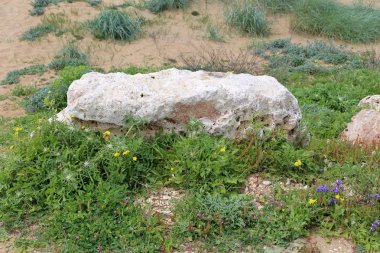 Kuzey İsrail'açık bir parkta taş yalan 
