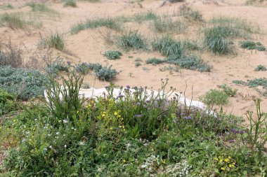 Kuzey İsrail'açık bir parkta taş yalan 