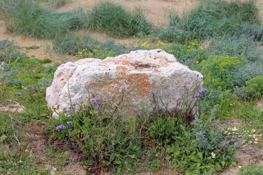 Kuzey İsrail'açık bir parkta taş yalan 