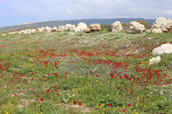 Piedras Encuentran Parque Abierto Norte Israel — Foto de Stock