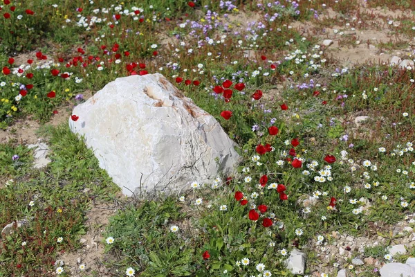 Piedras Encuentran Parque Abierto Norte Israel — Foto de Stock