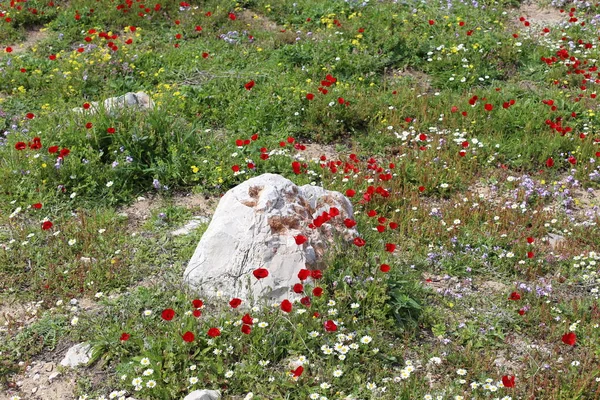 Piedras Encuentran Parque Abierto Norte Israel — Foto de Stock