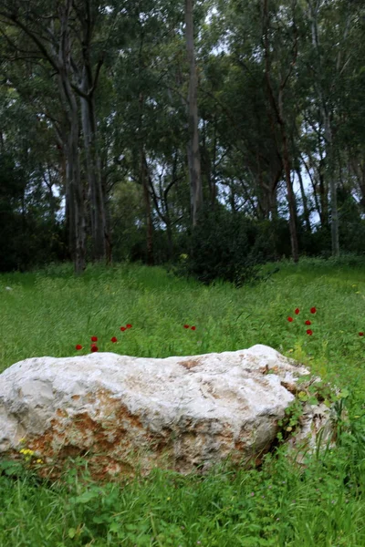 Piedras Encuentran Parque Abierto Norte Israel —  Fotos de Stock