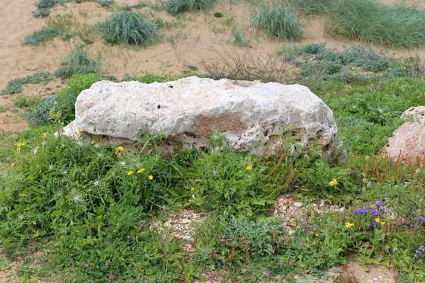 Stenen Liggen Een Open Park Noord Israël — Stockfoto