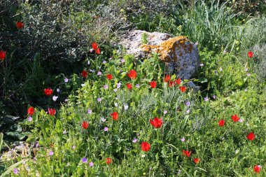 Kuzey İsrail'açık bir parkta taş yalan 