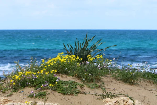 Costa Del Mar Mediterraneo Nel Nord Dello Stato Israele — Foto Stock