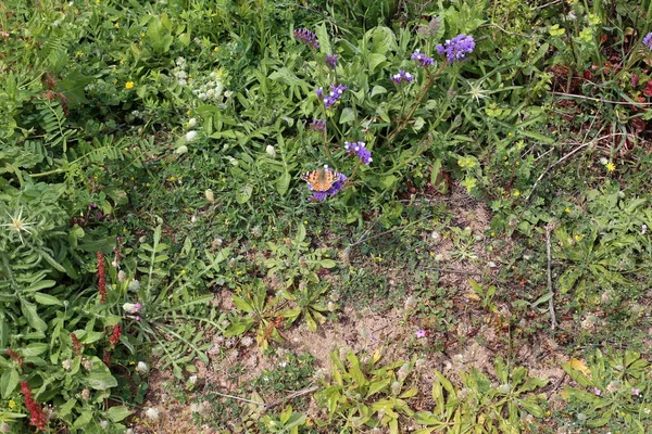 高い草の中森の空き地に蝶が座っています — ストック写真