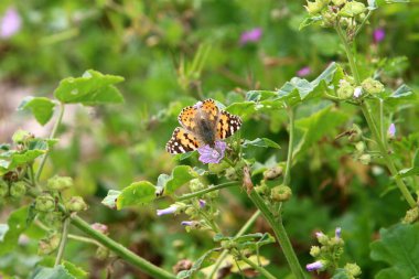 bir kelebek bir orman glade yüksek çim oturur 